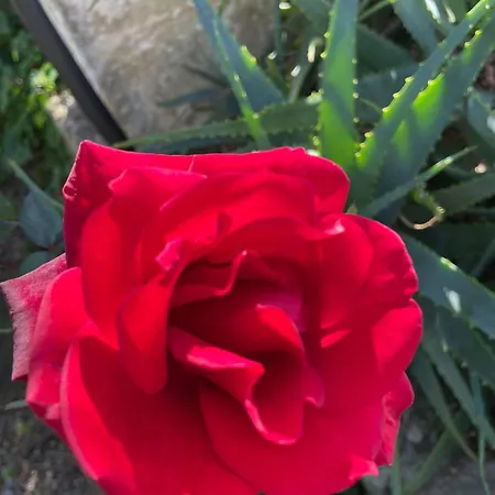 בית הארחה Masseria Vigneri - Gia Casino Vigneri